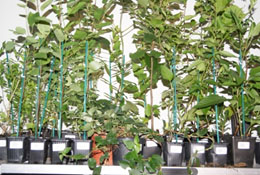Emballage des plantes