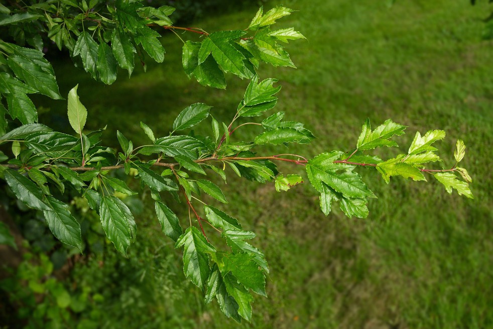 Malus Toringo Sargentii