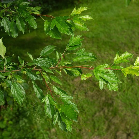 Malus Toringo Sargentii