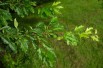 Malus Toringo Sargentii