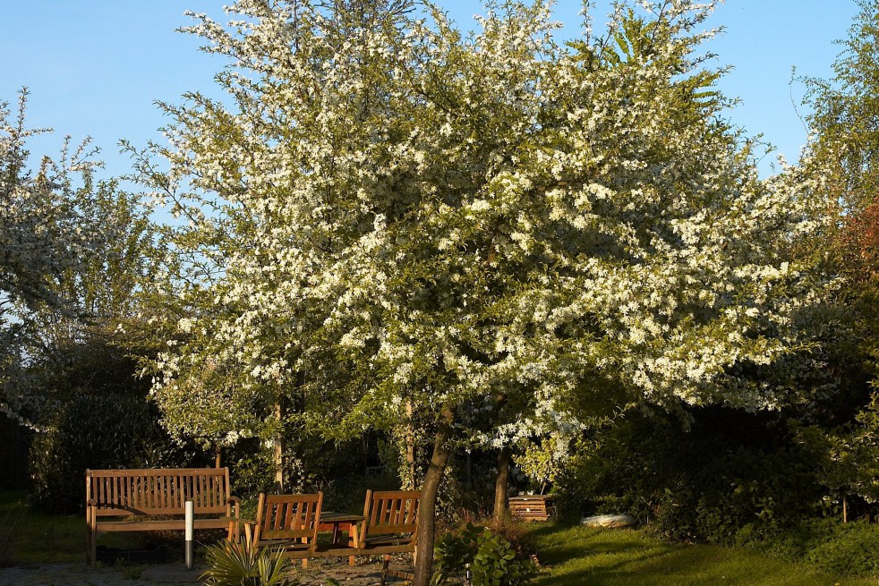 Malus Toringo Sargentii