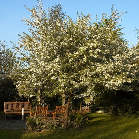 Malus Toringo Sargentii