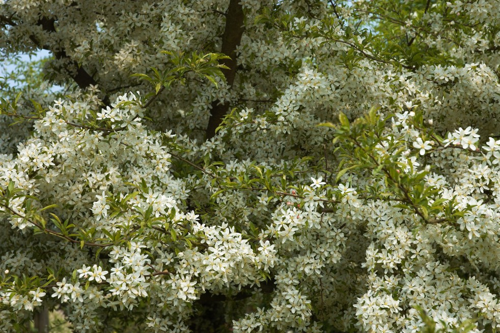 Malus Toringo Sargentii