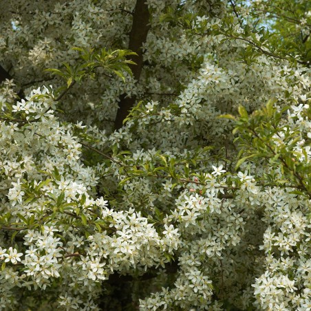 Malus Toringo Sargentii
