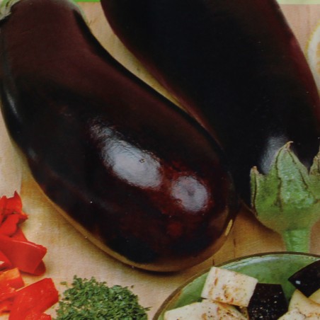 ZAden Vroege Paars Aubergine - Solanum Melongena