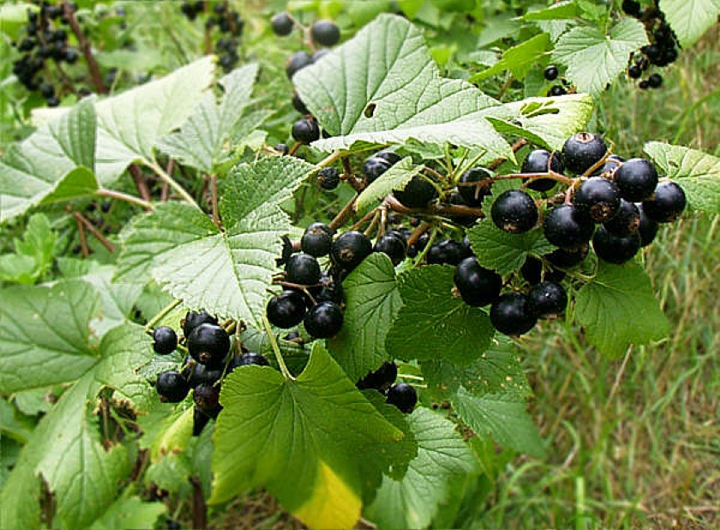 Schwarze Johannisbeere Géant de Boskoop - Ribes nigrum Géant de Boskoop