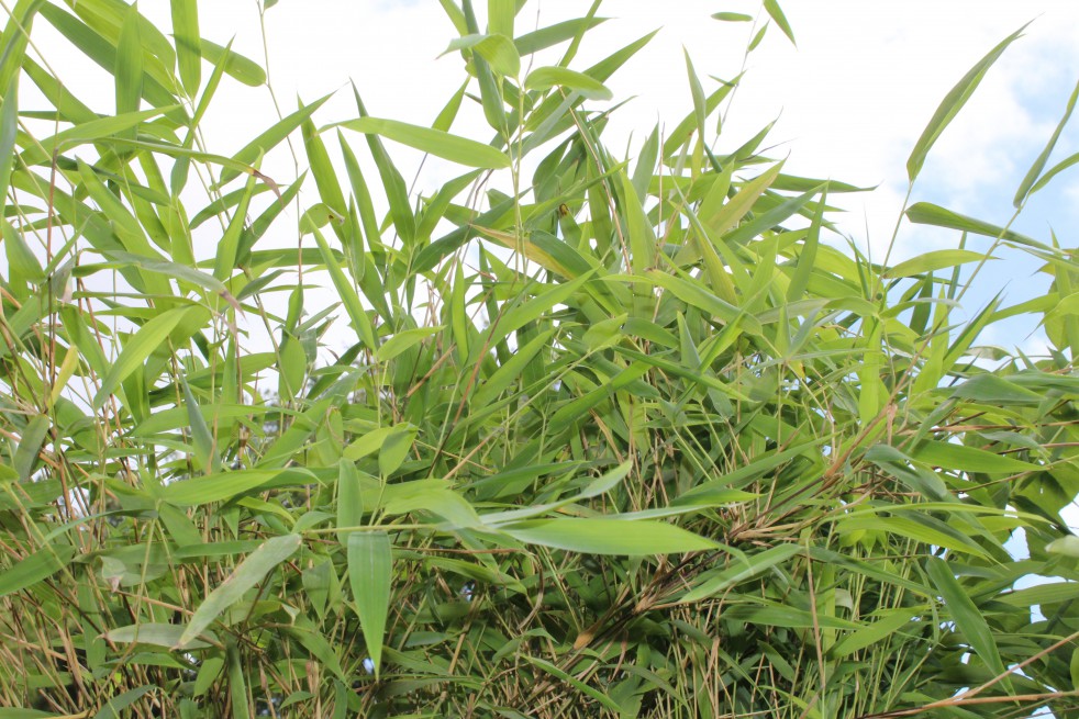Bambou Fargesia Nitida great wall