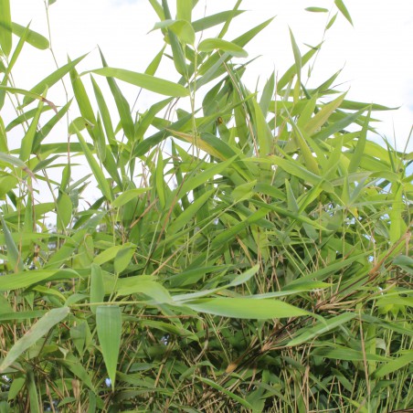 Bambou Fargesia Nitida great wall