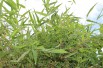 Bambou Fargesia Nitida great wall