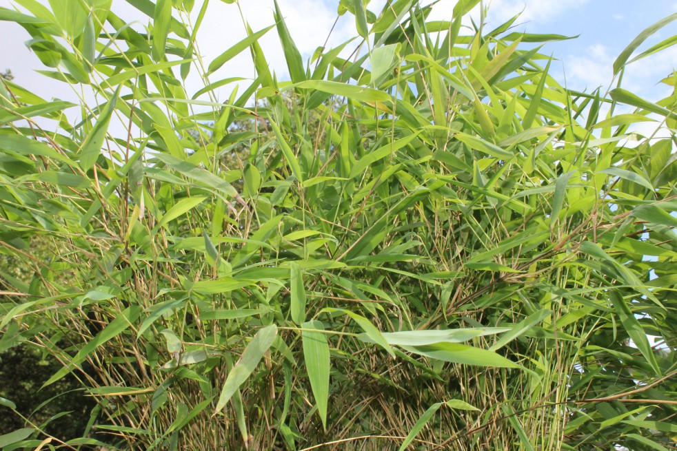 Bambou Fargesia Nitida great wall