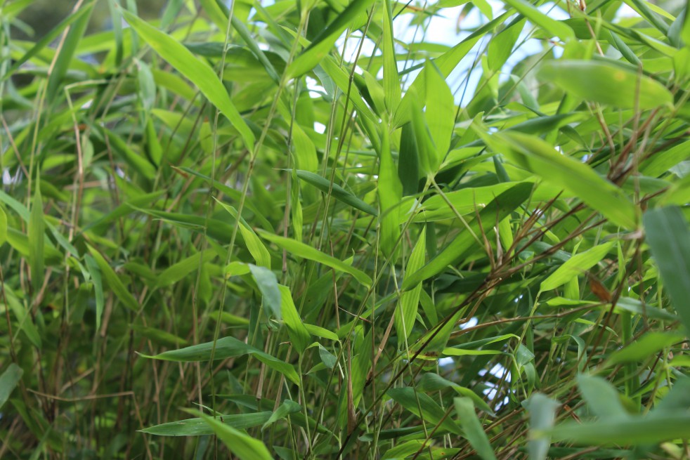Bambou Fargesia Nitida great wall