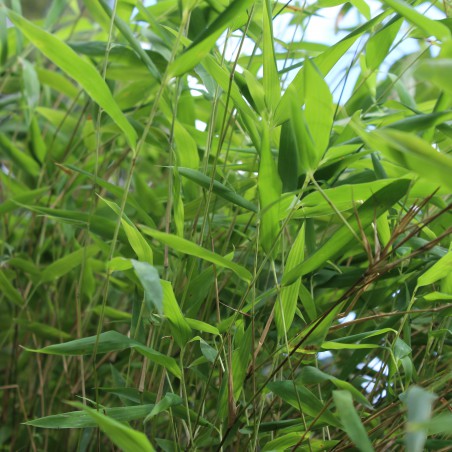 Bambou Fargesia Nitida great wall