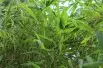 Bambou Fargesia Nitida great wall