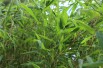 Bambou Fargesia Nitida great wall