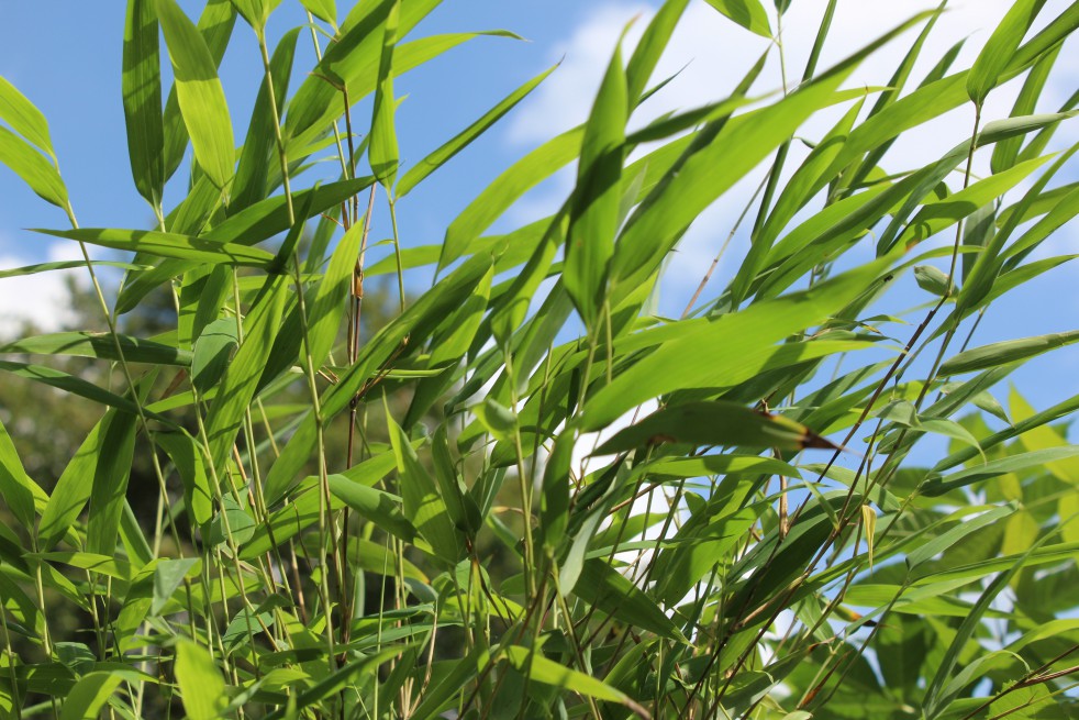 Bambou Fargesia Nitida great wall