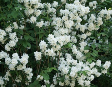 Seringat, jasmin des poètes.