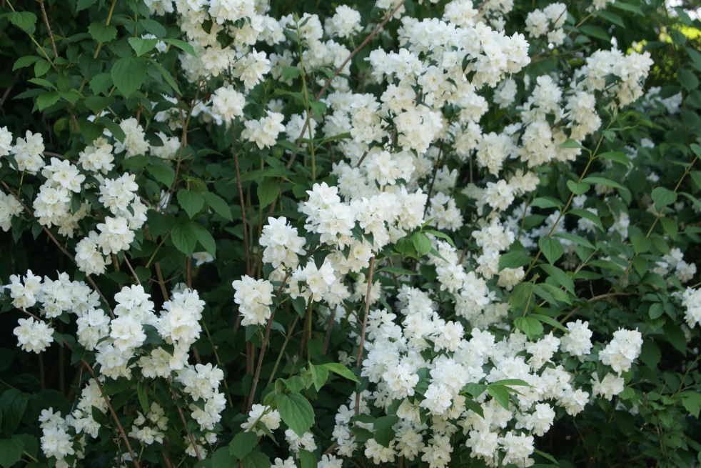 Virginal Mock Orange