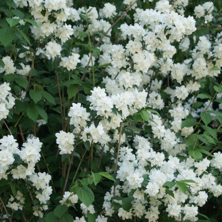 Seringat, jasmin des poètes.