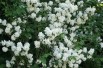 Virginal Mock Orange