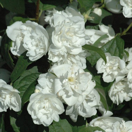 Virginal Mock Orange