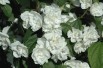 Virginal Mock Orange