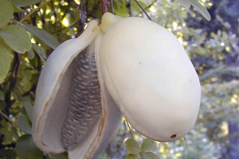 Vigne chocolat Vigne chocolat