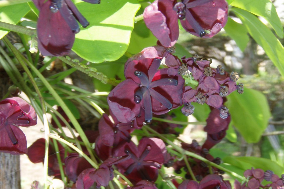 Vigne chocolat Vigne chocolat