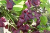 Vigne chocolat Vigne chocolat