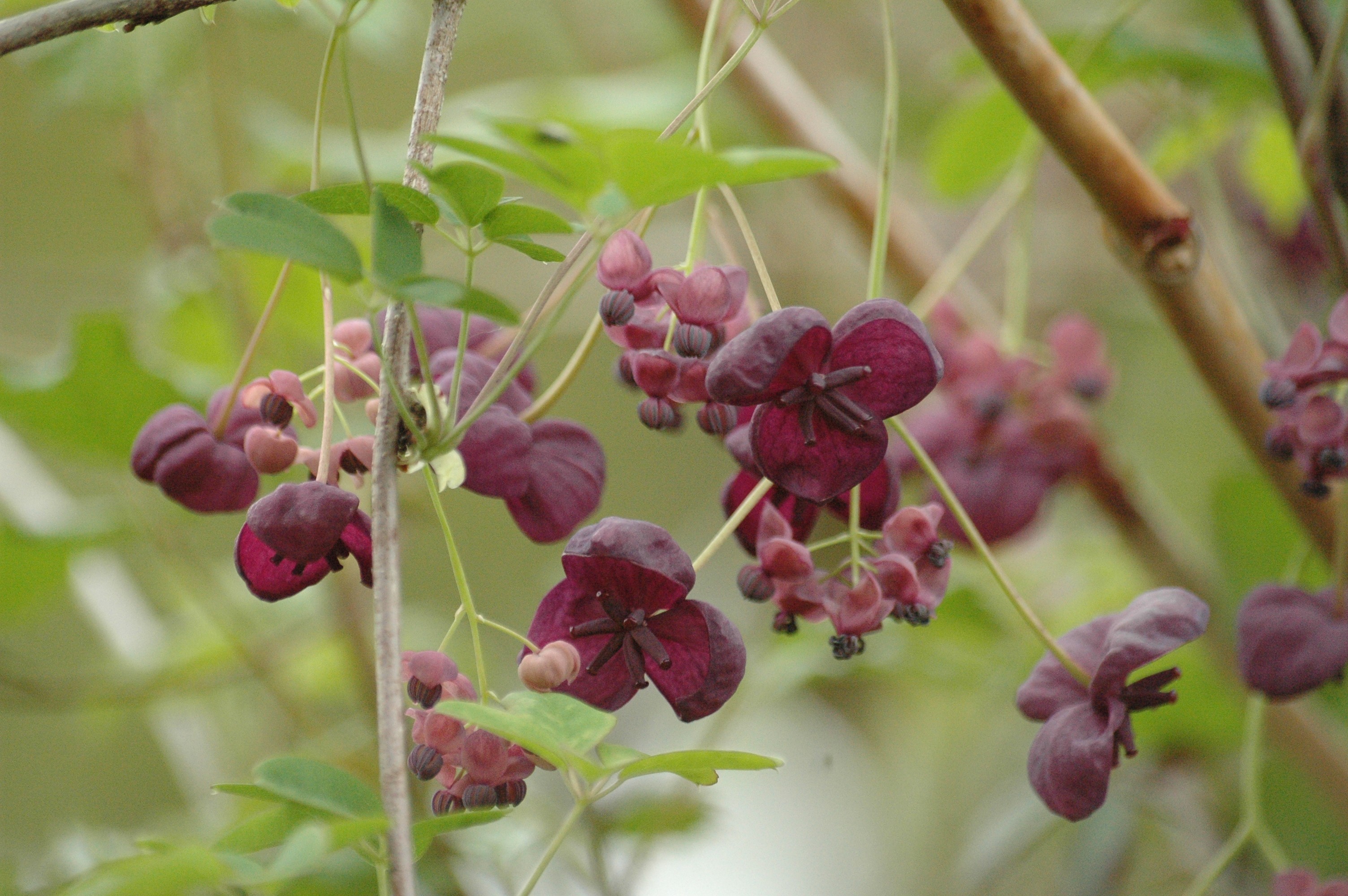 Chocolate vine