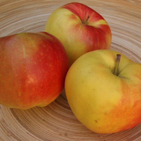 Jonagold appelboom,