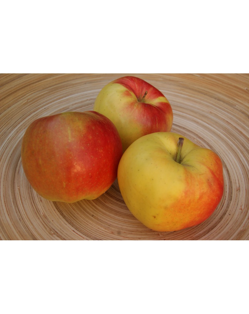 Jonagold apple tree Malus domestica Jonagold