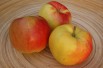 Jonagold apple tree