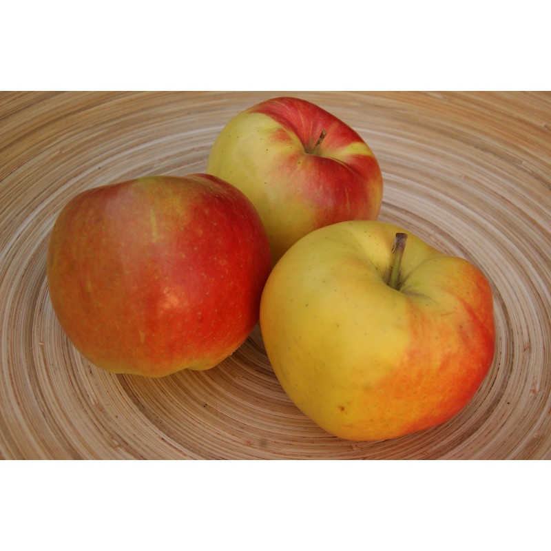 Jonagold apple tree Malus domestica Jonagold