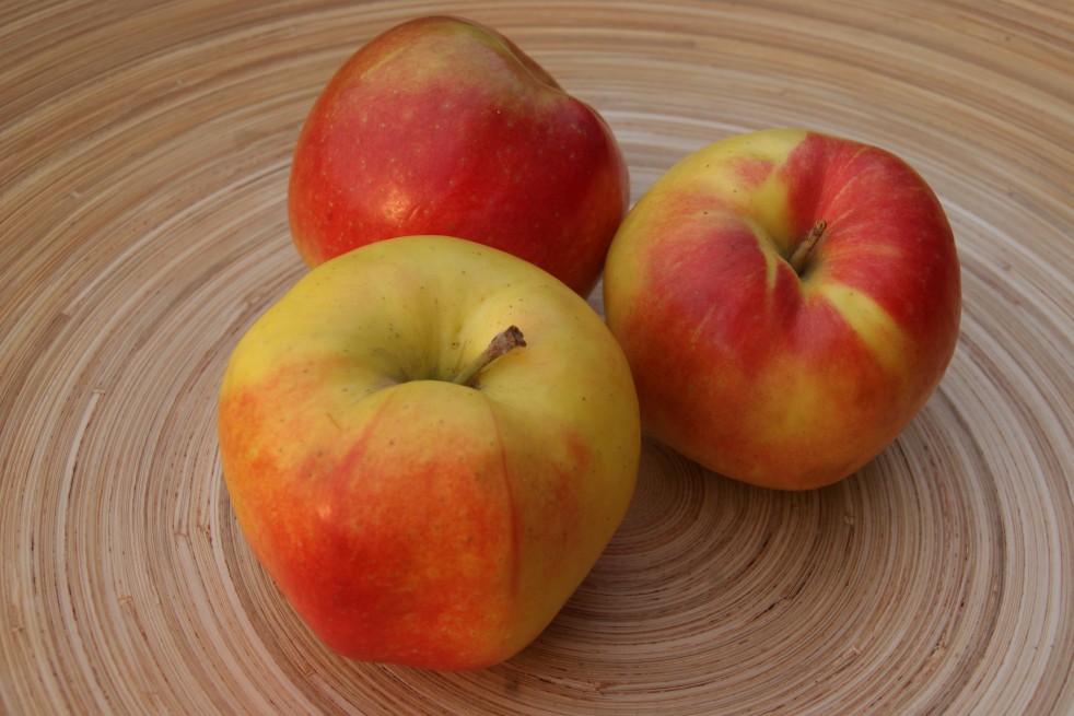 Jonagold apple tree
