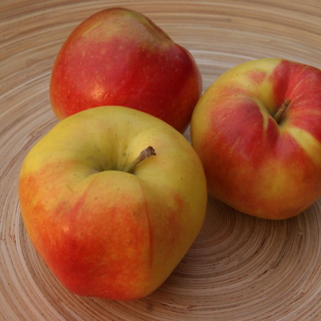 Pommier Jonagold