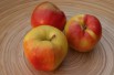 Jonagold apple tree