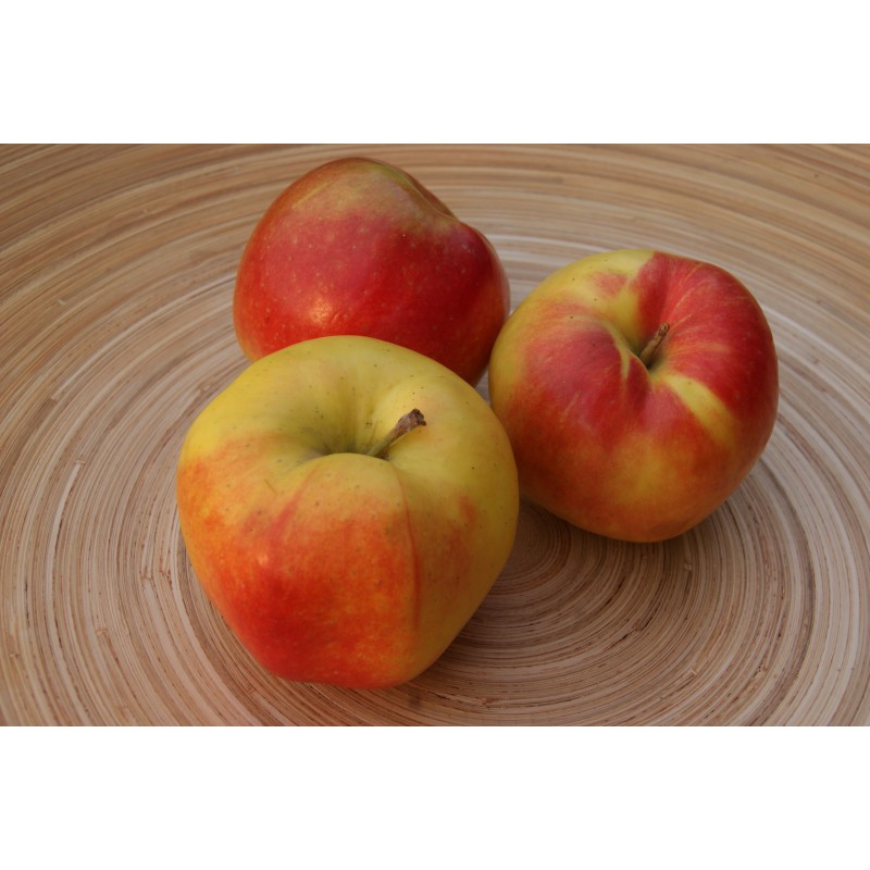 Jonagold apple tree Malus domestica Jonagold