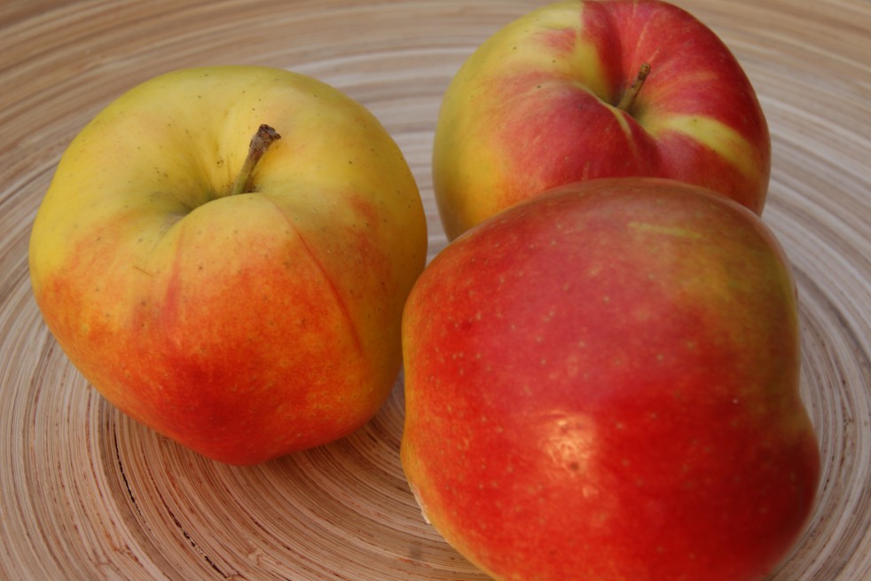 Jonagold apple tree