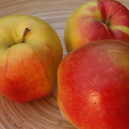 Pommier Jonagold