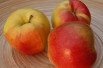 Jonagold apple tree