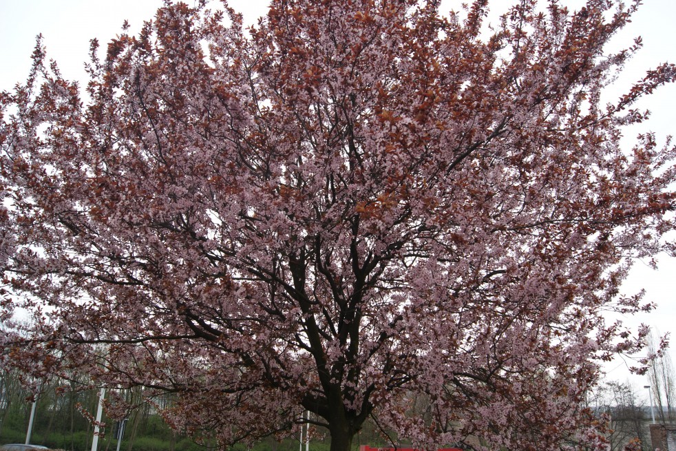Cerisier pourpre à fleur