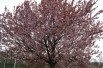 Purple Leaved Plum