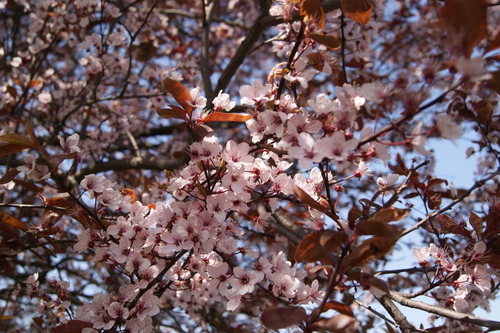 Cerisier pourpre à fleur
