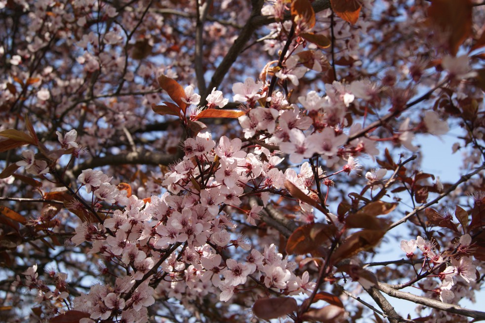 Purple Leaved Plum