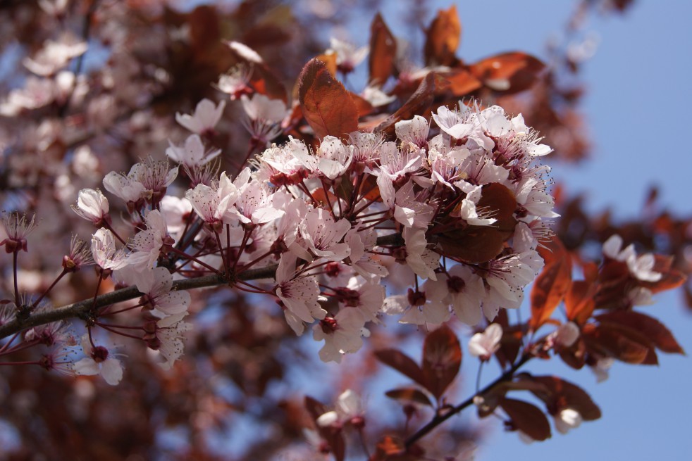 Purple Leaved Plum
