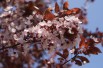 Purple Leaved Plum