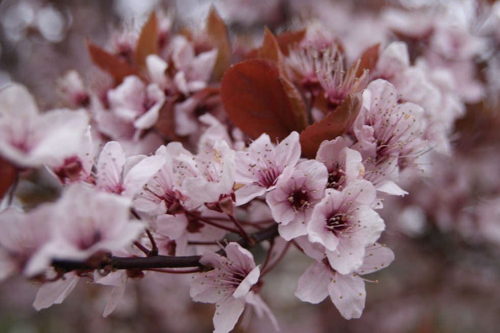 Purple Leaved Plum