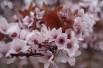 Purple Leaved Plum