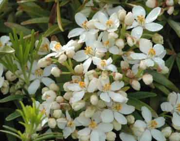 Dwarf Mexican orange