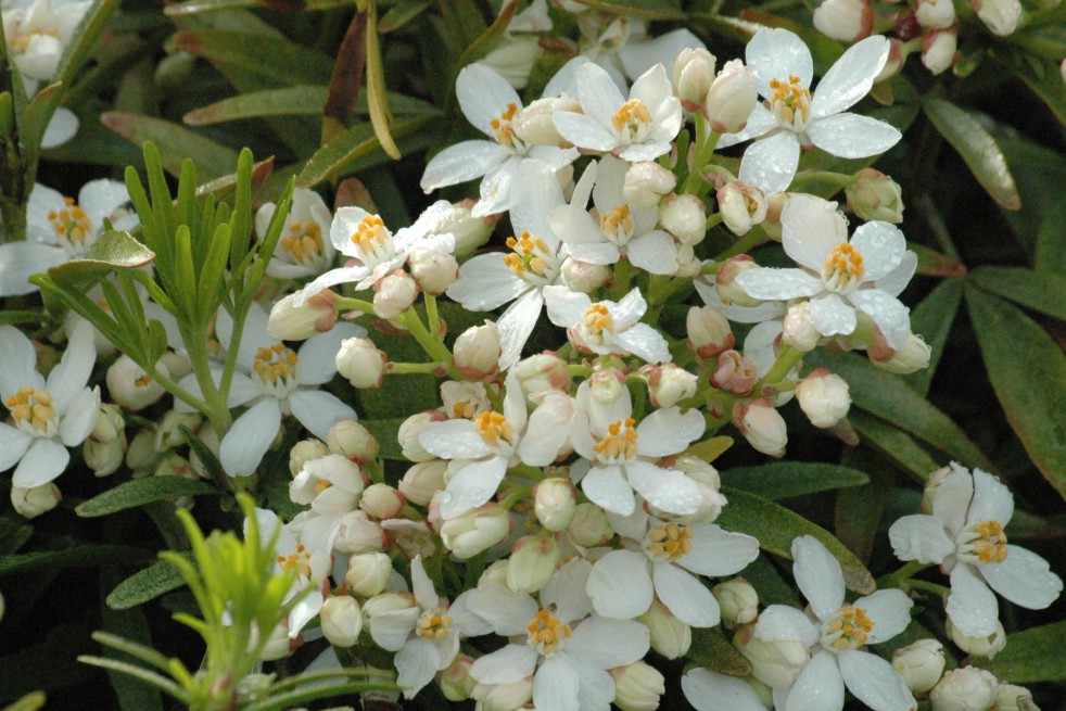 Dwarf Mexican orange